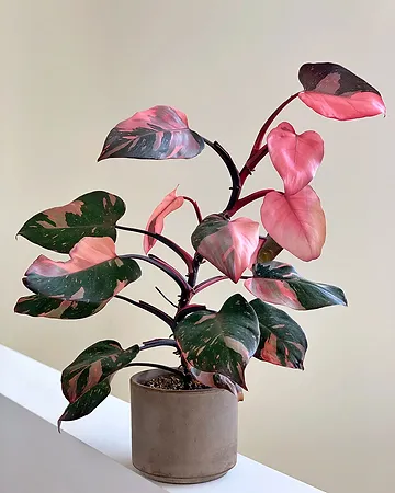 How to Grow and Care your Pink Princess philodendron