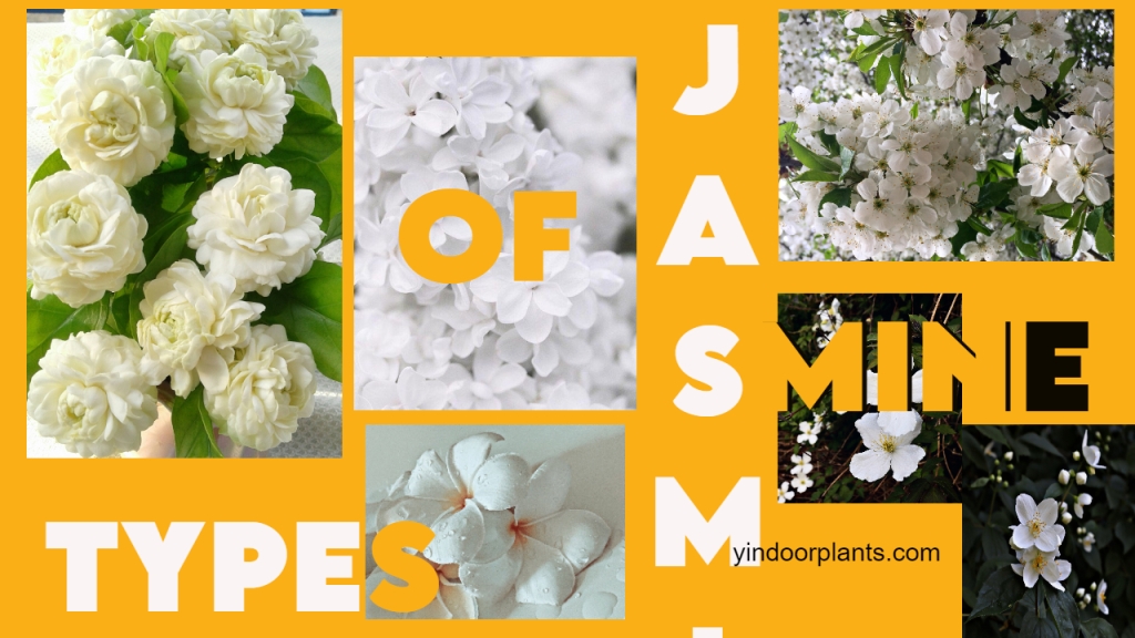 types of jasmine plant